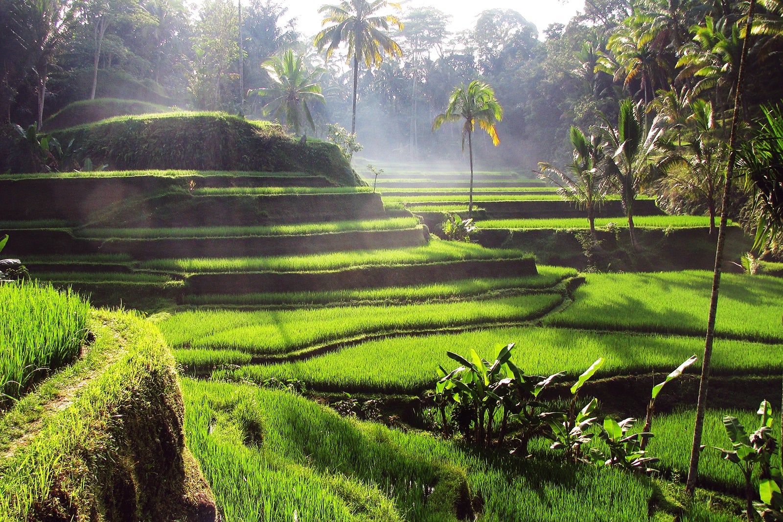 Bali terraces