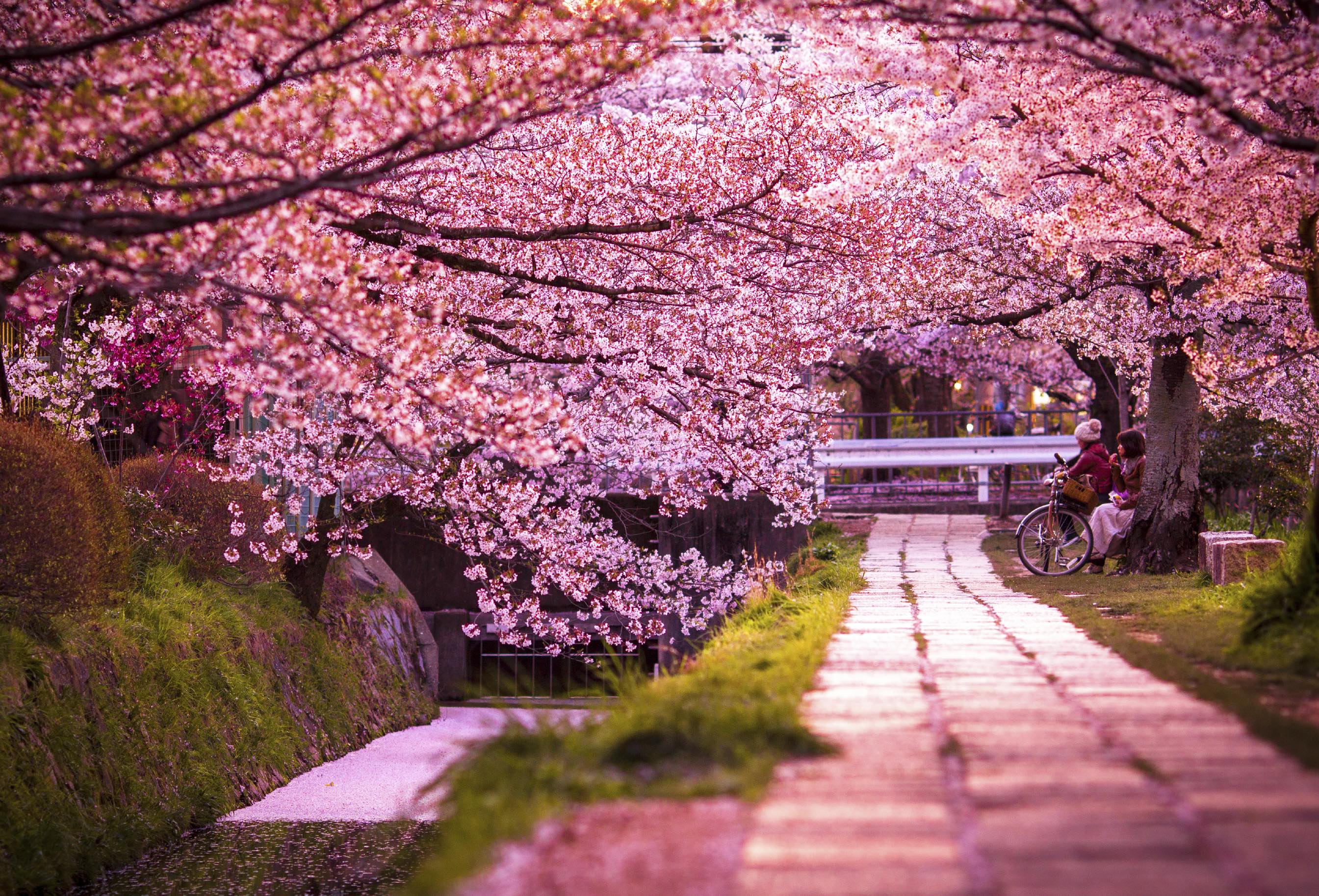 Cherry blossoms in Kyoto