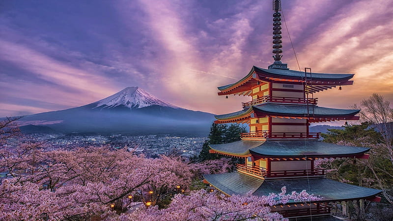 Kyoto temples and cherry blossoms